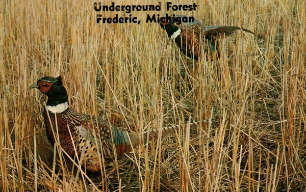 Underground Forest - Various Promos